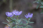 New England aster